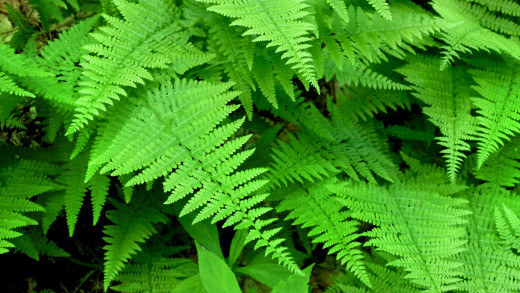 529590 (a): :1920x1080